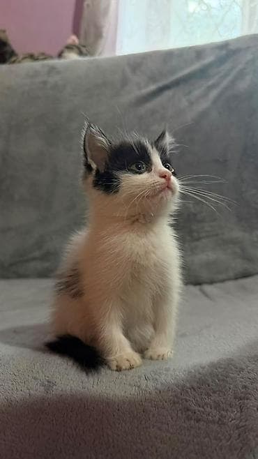 Отдаю бесплатно котят в добрые руки
Котятам 2-3 месяца lalafo.kg да Отдаю бесплатно котят в добрые руки
Котятам 2-3 месяца