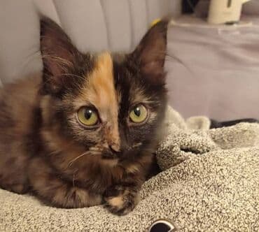 Кошка даром: Беспородная, 4 месяца, Девочка, Приучена к лотку