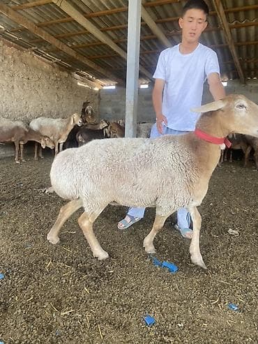 Продаю | Овца (самка) | Для разведения | Матка