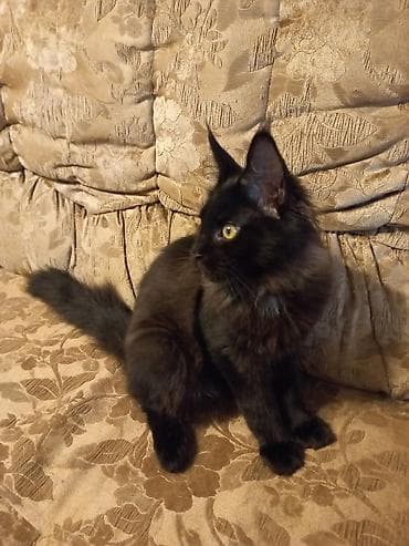 голуби когучкон: 🐾🐈 Эффектный котёнок мейн-кун чёрного цвета с шикарным воротником — 5