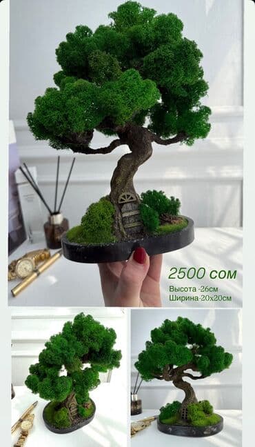 искусственные растения бишкек: Бонсай ручной работы из натурального стабилизированного мха от 1500 — 19