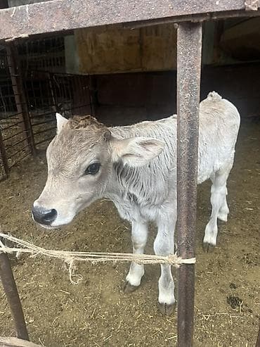 70 сом: Сатам | Бука (эркек), Музоо | Бордоп семиртүү үчүн | Жасалма уруктандырылган — 3