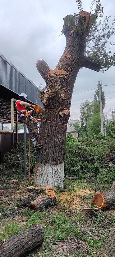 резчики по дереву: СПИЛ ДЕРЕВА — 3