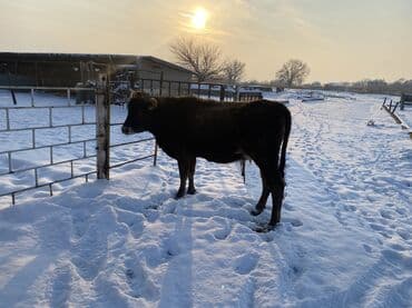 корова уй: Продаю | Корова (самка) | На откорм | Привязанные — 6