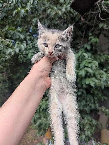 Животные: Отдадим в добрые руки котят . возрастом 2 месяца . Кушают все — 6