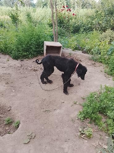 Продажа собак: Тайган, 1 месяц, Самец — 5