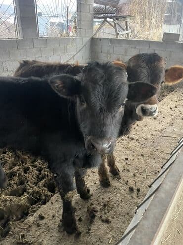 Toyota: Продаю | Бык (самец) | Ангус | На откорм | Привязанные — 3