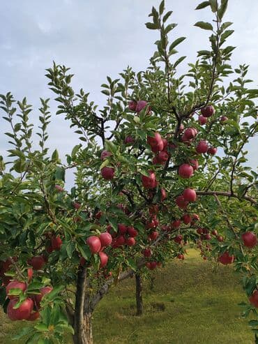 куплю бу мебель: Превосходный — 2