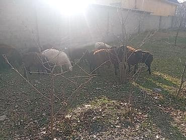 кочко: Продаю | Ягненок | Полукровка | Для разведения — 3