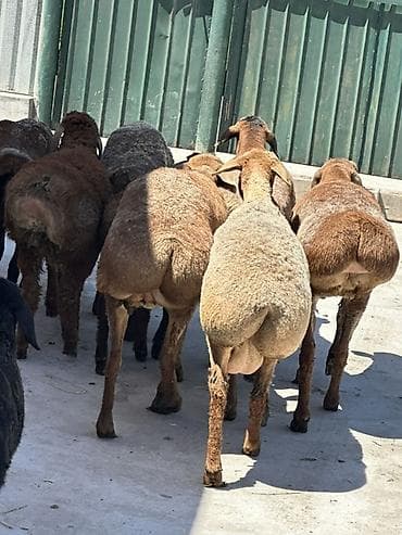 собака беловодск: Продаю | Овца (самка), Ягненок, Баран (самец) | Гиссарская, Эдильбаевская | На забой, Для разведения, Для шерсти | Племенные, Котные, Осеменитель — 4