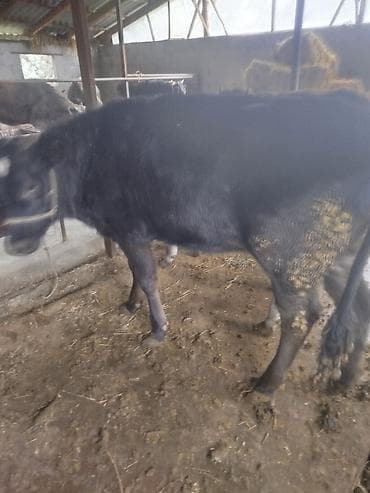корова стелная: Продаю | Тёлка | Для разведения | Нетель — 2