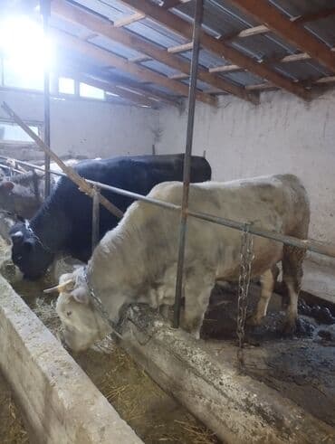 продам домик для кошки: Продаю | Бык (самец) | На откорм | Привязанные — 2