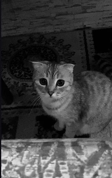 мышык: Скотиш Фолд (Шотландиялык шалпаң кулак), 6 айлык, Ургаачы, Лотокко барууга үйрөтүлгөн — 8