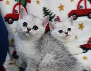 британская короткошерстная кошка золотая шиншилла: Британские котята, окрасы серебристый шиншилла и серебристый — 2