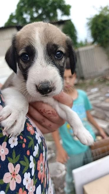 купить шпица щенка: Собака даром: Тайган, 2 месяца, Самец — 2