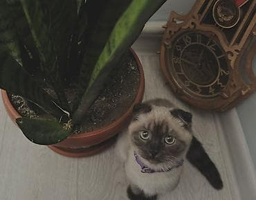 сколько стоит кошка в бишкеке: Скотиш Фолд (Шотландская вислоухая), 8 месяцев, Девочка — 3