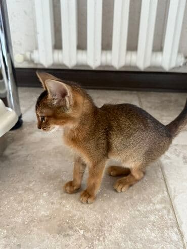 купить экзотических животных: Абиссинская, 3 месяца, Мальчик, Приучена к лотку — 2