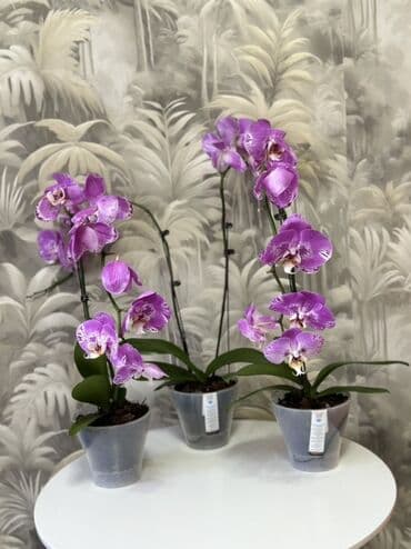 эне журогу гул: 🌸 Орхидея Фаленопсис – готовая пересаженная 🌸 Красивые, здоровые — 2