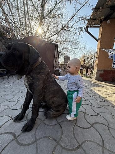 Вязка собак: Вязка: Кане-корсо, Самец, 4 года — 6