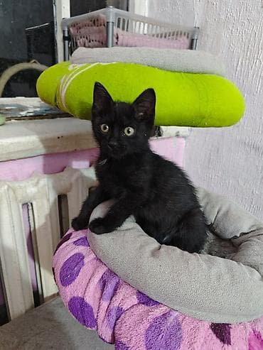2 месяца, Мальчик, Приучена к лотку