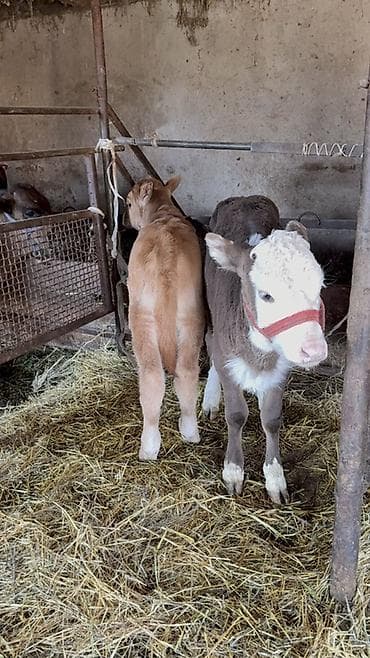 Индюки: Продаю | Бык (самец), Тёлка | На откорм | Искусственник — 1