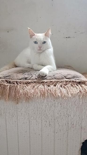 кошки джалал абад: 1 год, Мальчик, Кастрирована, Приучена к лотку, Проглистована — 1