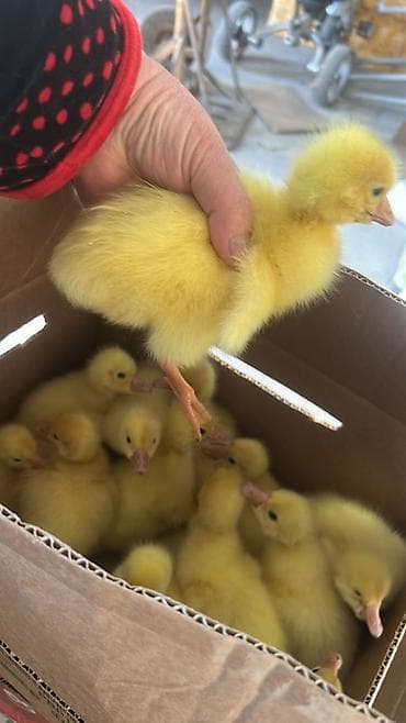 продам сено: Продаю | Цыплята | Для разведения — 2
