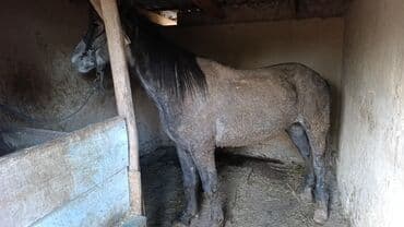 Продаю | Конь (самец) | Рабочий