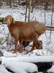 продажа щенков немецкой овчарки в бишкеке с документами: Продаю | Ягненок | Гиссарская, Эдильбаевская | На забой | Кастрированные — 7