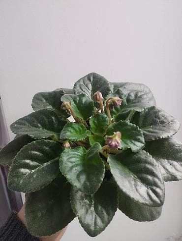 Фиалки и глоксинии: Продаю фиалки есть детки — 5