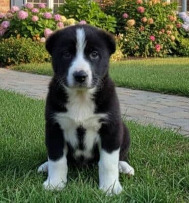 продаю доберман: Алабай, 1 месяц, Самец — 1