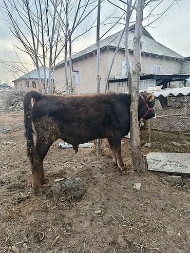 Продаю | Бык (самец) | На откорм | Привязанные at lalafo.kg Продаю | Бык (самец) | На откорм | Привязанные