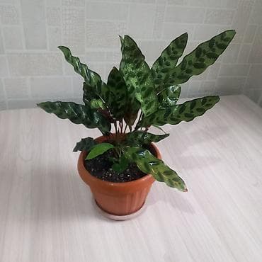 Бөлмө өсүмдүктөрү: Комнатные растения за все 4 1500 - Калатея (маранта леопардовая) — 2