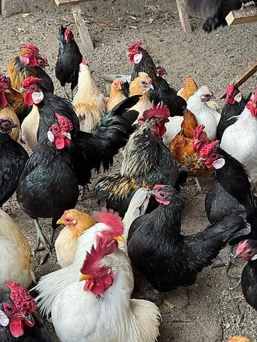 клетки для канареек: Продаю декоративные карликовые породы кур и петухов! Отличные наседки! — 6