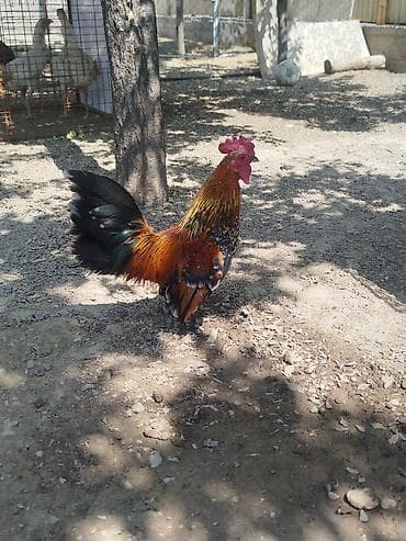 тайган собака цена бишкек: Карлик короздор сатылат активный алмашу жолдору бар адрес Бишкек Заря — 1