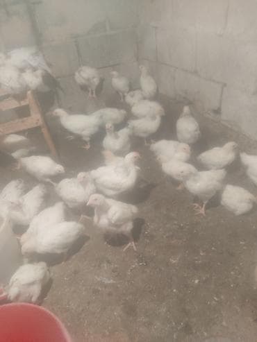 бройлер живым весом: Продаю | Цыплята | На забой — 2