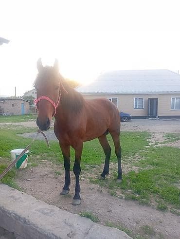 сидло для лошади: Продаю | Конь (самец) — 4