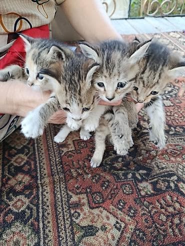 животные на продажу: Котята, помёт из 4 малышей. - Окрас: тигровый (табби) с белыми — 1