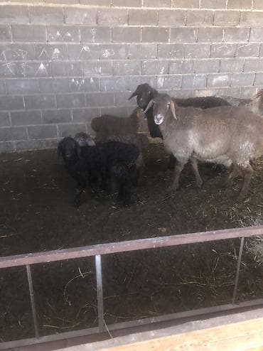 отдам котят бишкек: Продаю | Овца (самка) | Для разведения | Матка — 2