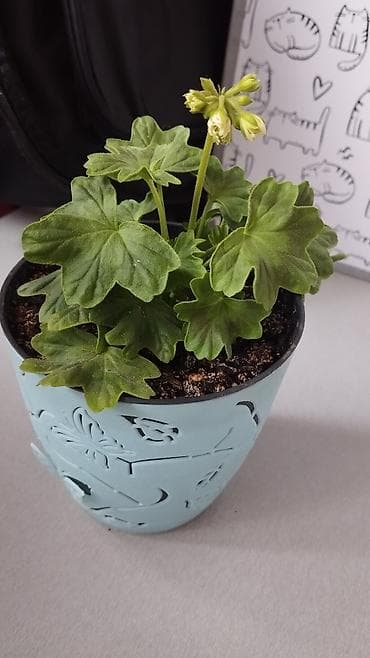 розы в колбе: Пеларгония (герань) в горшке – комнатные цветы с крупными шаровидными — 8