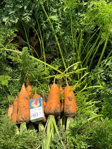 купить подвесное кресло: Сабиз — 3