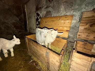 Козы, козлы: Продаю | Козлёнок | Для разведения — 9