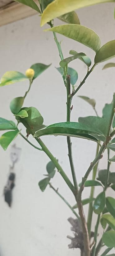 шайн мускат цена: Продаю сортовые цитрусовые растения - ГРЕЙПФРУТ ДУНКАН 130см высота — 7