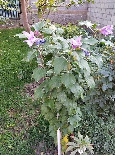 продаю фикус: Комнатные и садовые растения (на фото): - Сансевиерия (Sansevieria — 6