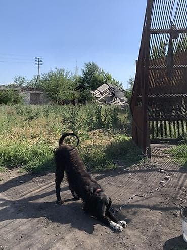 шпиц собака цена бишкек: Таза кандуу тайган сатылат — 2