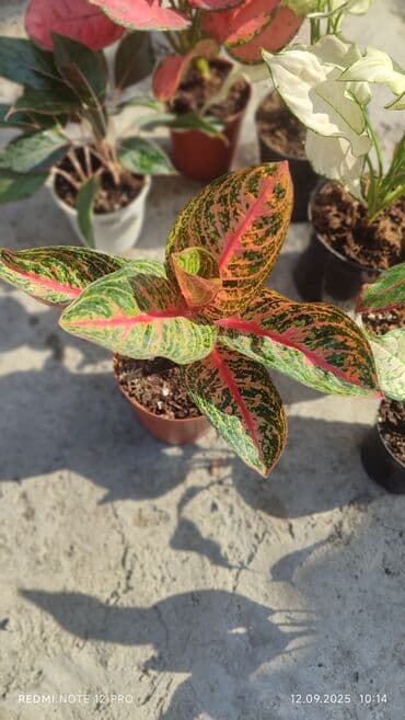 растения для аквариума: Аглаонемы декоративные в горшках — коллекция сортов с яркой — 8