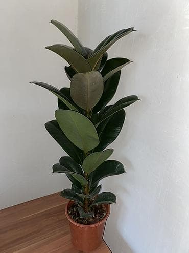 Бөлмө өсүмдүктөрү: Фикус эластика (Rubber Plant) в горшке - Сорт: вероятно — 3