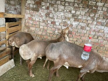 продам козу дойную: Продаю | Овца (самка) | Для разведения — 2