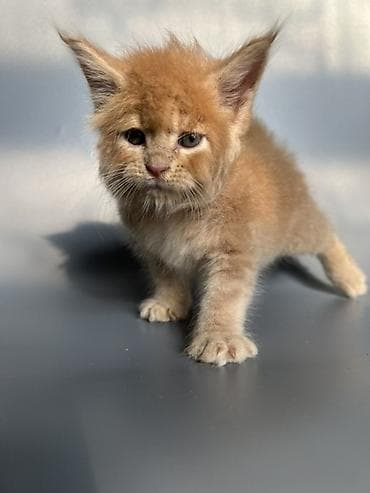 кошка британская: Предлагаются к продаже шикарные котята мейн-кун от породных — 10