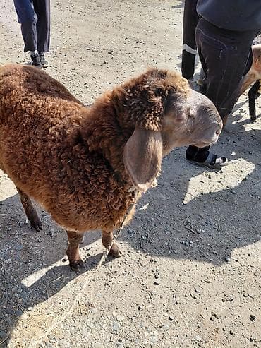 Продаю | Овца (самка) | Для разведения — 3